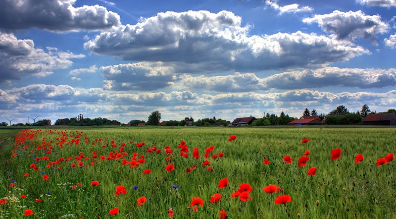 poppies field