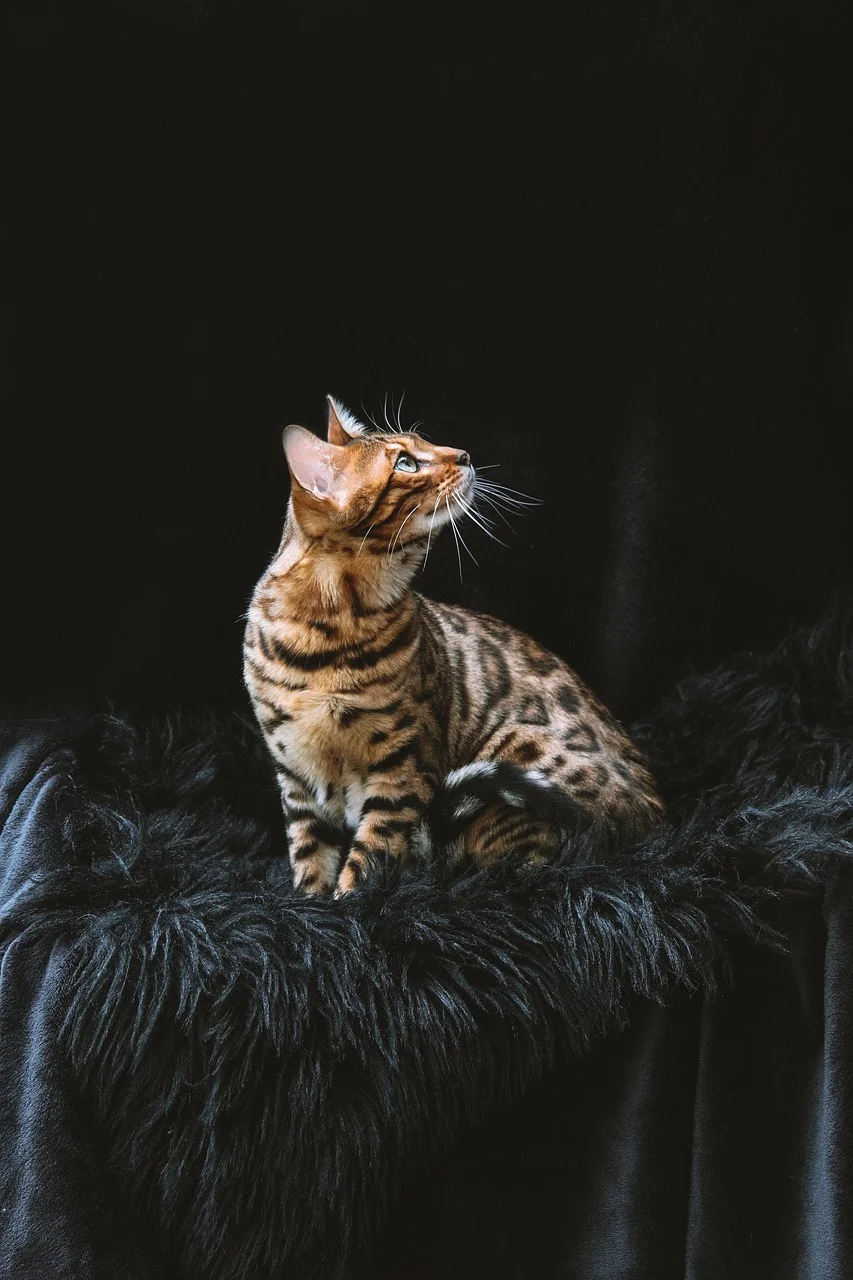 bengal cat 8012976 1280 1