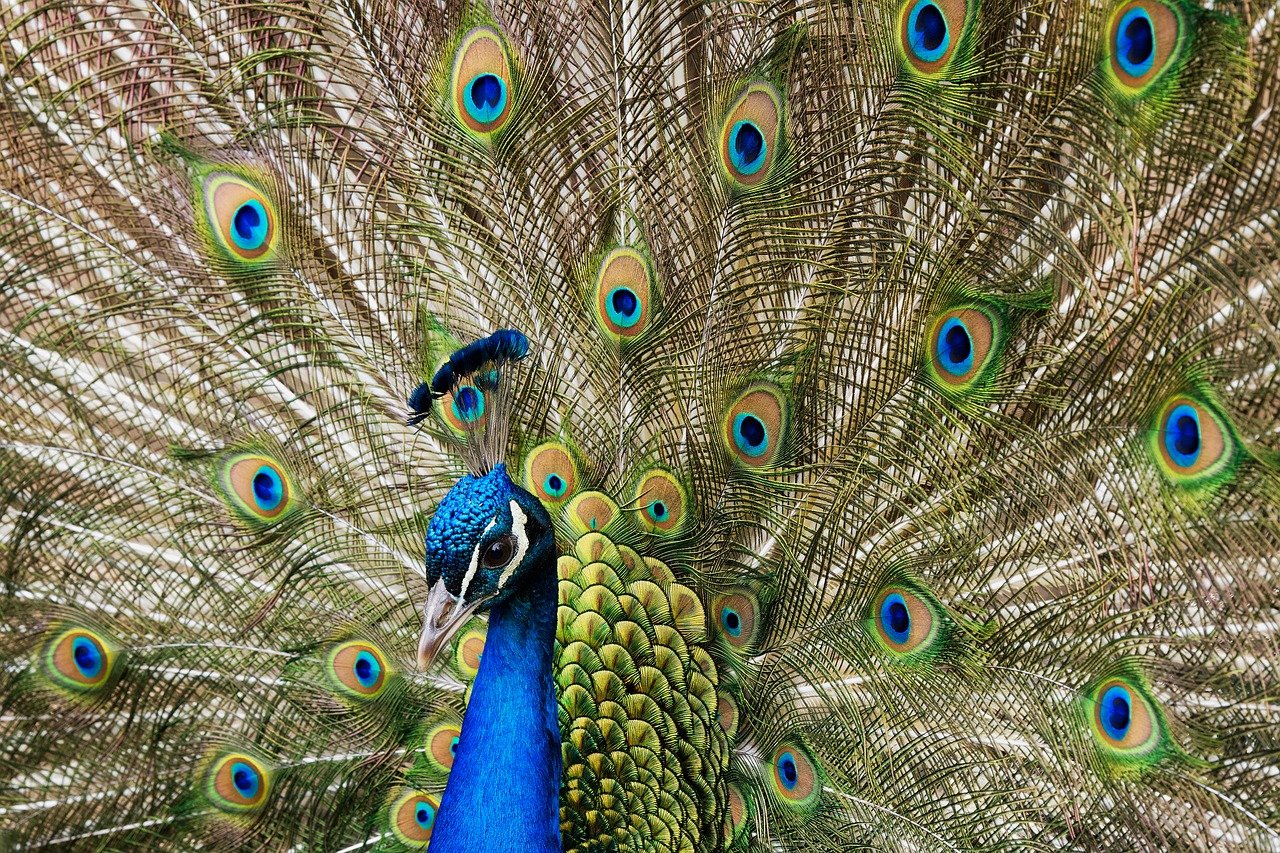 peafowl 7828140 1280 1