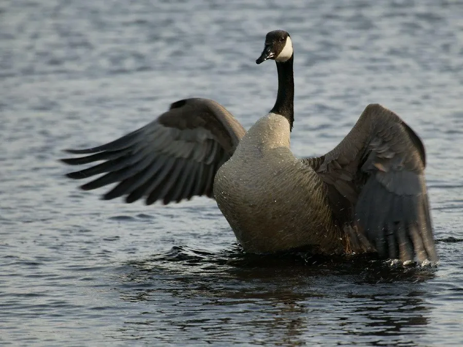 wild goose flapping its wing egdtneumga2lfoua 1